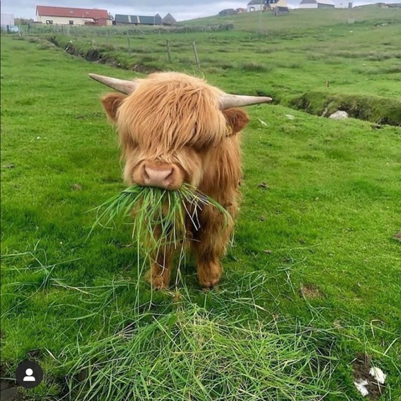 Meet your Posher, Sophie - Picture 1 of 1